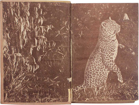 Экли К. В сердце Африки / Пер. и обраб. Е.Г. Лундберга; переплет и титул худож. А. Радищева. М., 1935.